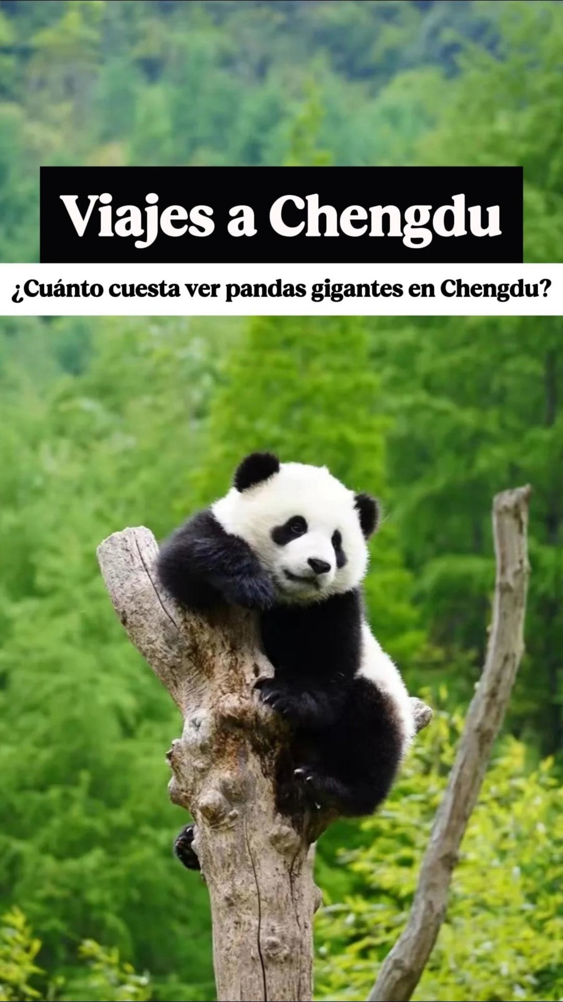 Chengdu Family Adventures: Pandas, Books, and Food