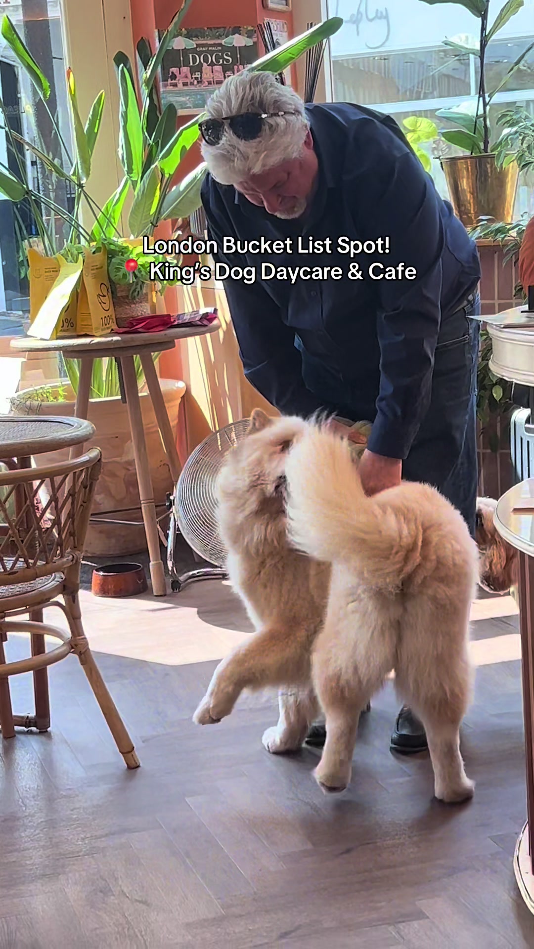 London Dog Daycare Cafe A Must-See