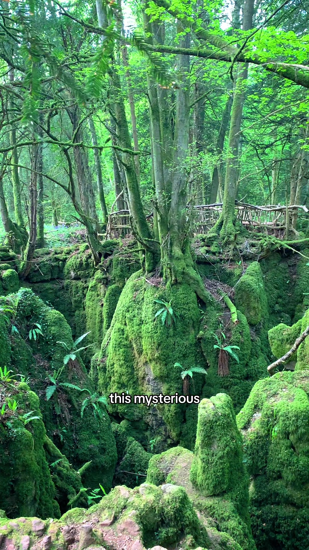 Fairytale Forest Inspiring Fantasy Worlds
