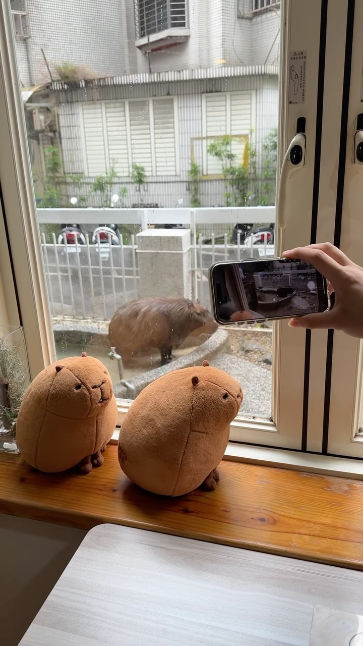 Capybara Cafe Offers Animal Encounters