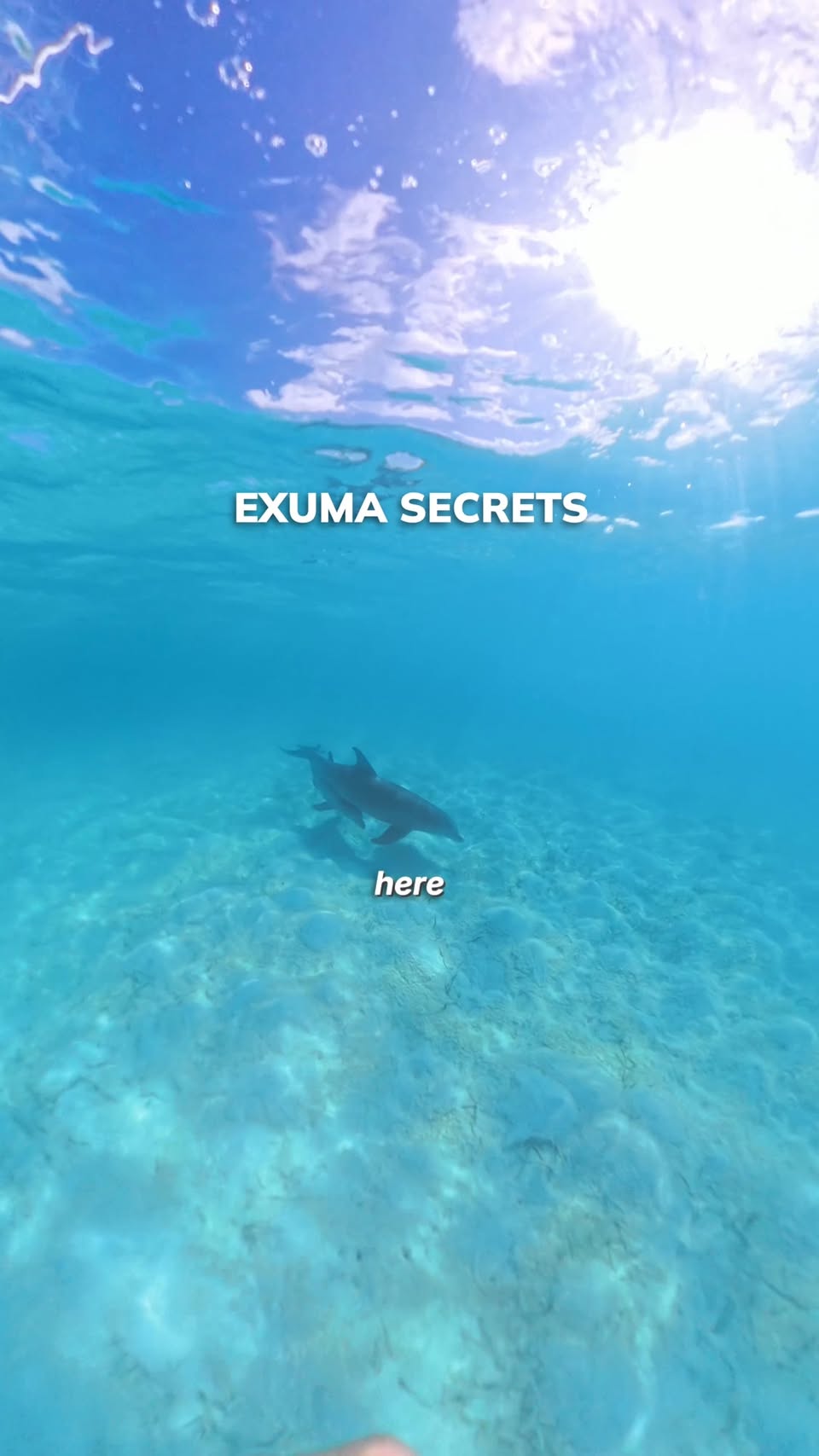 Dolphin Swims And Exuma Adventures