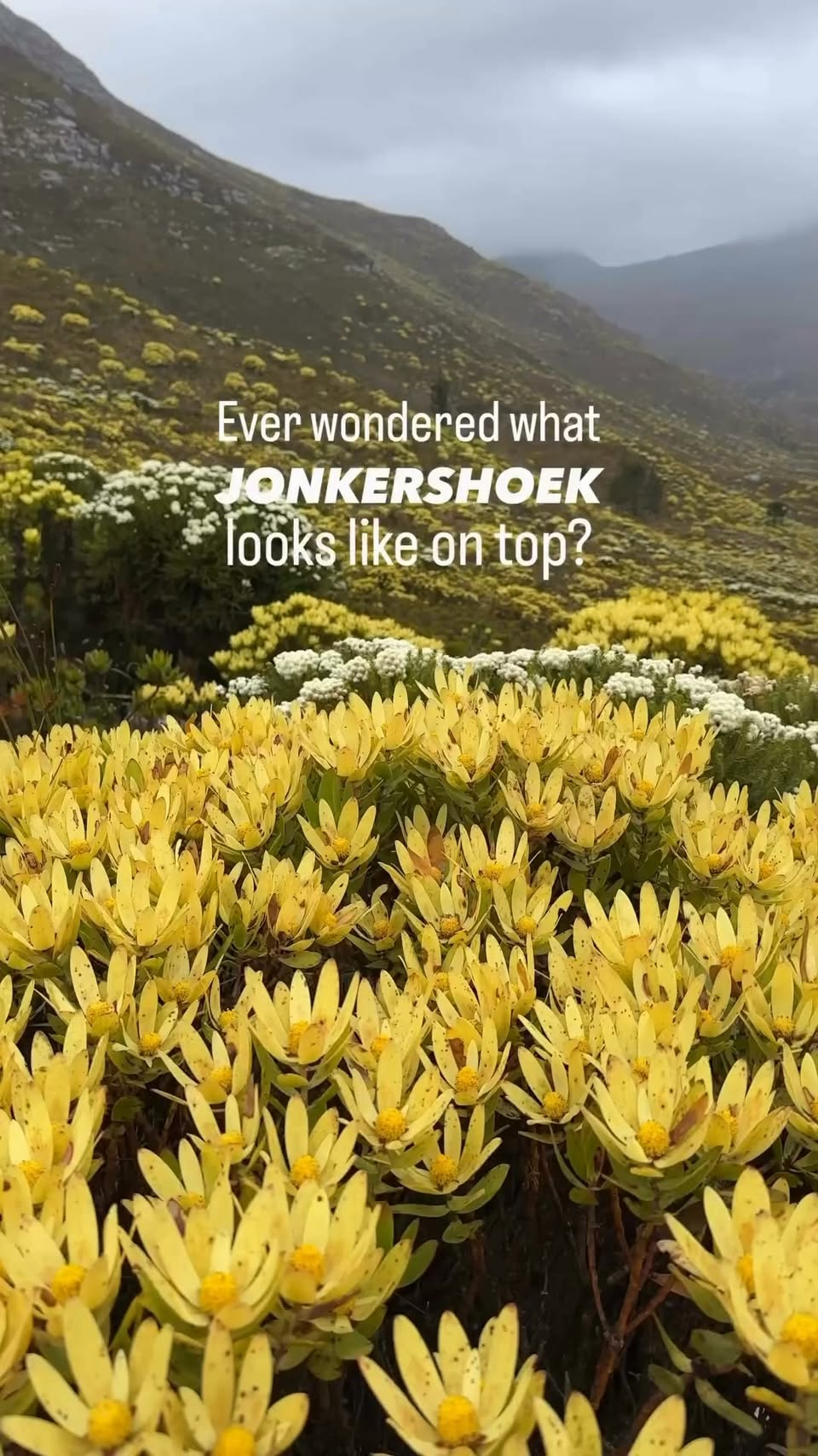 Hiking Trails Through Jonkershoek Nature Reserve