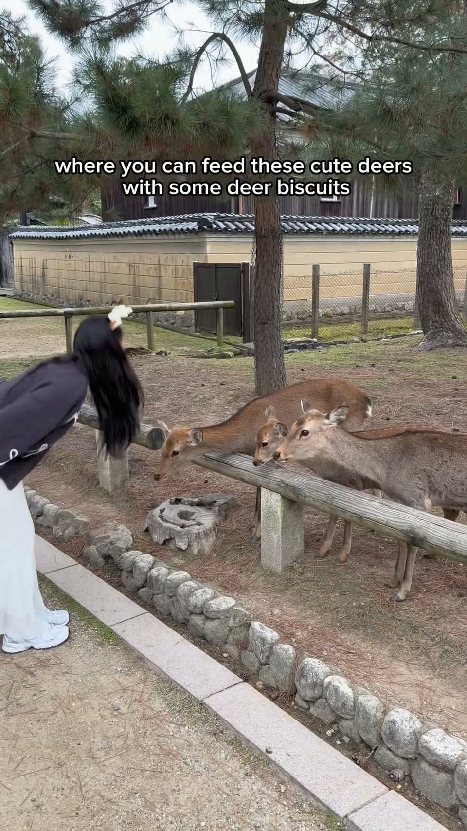 Nara's Top Sights: Deer, Temples, and Local Delights