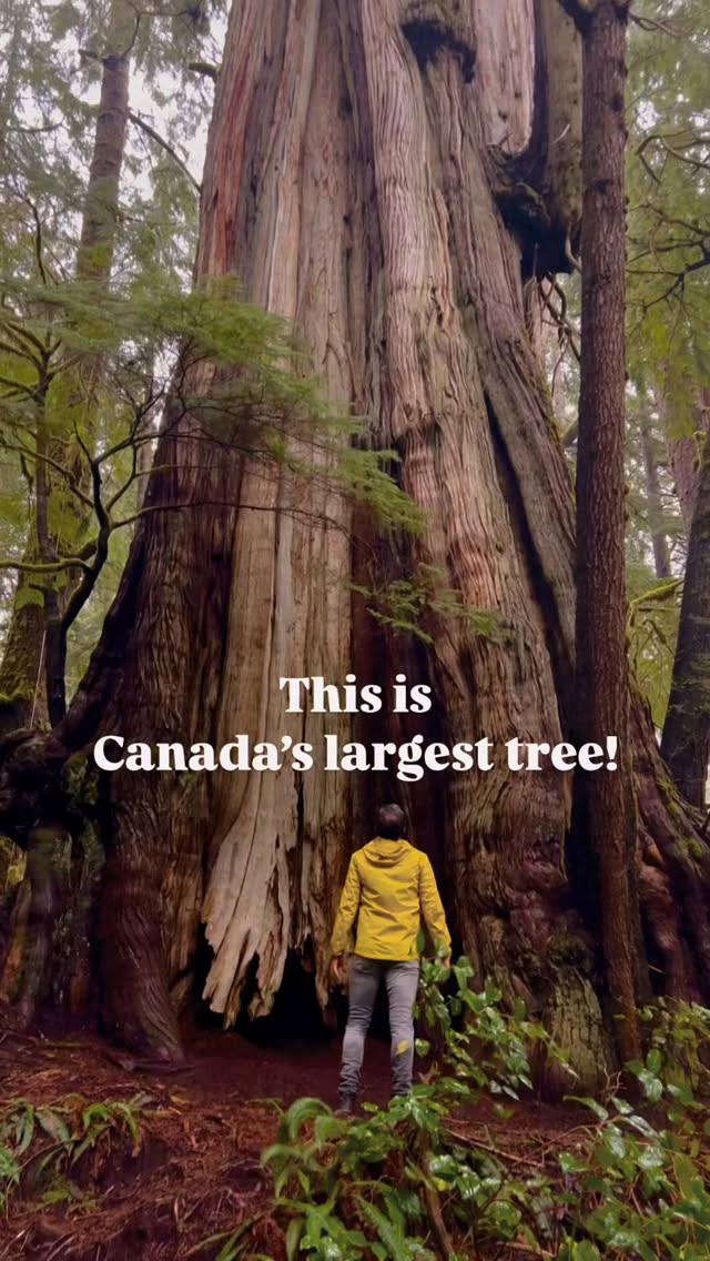 Giant Western Red Cedar in Pacific Rim National Park