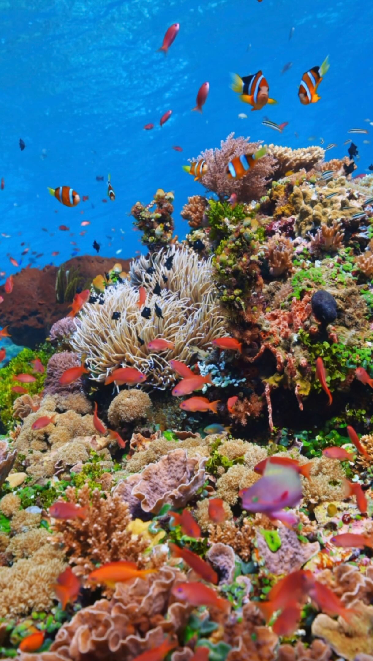 Diving Expedition: Maumere to Alor Archipelago