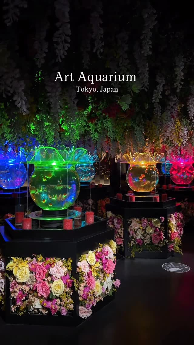 Art Aquarium Museum's Dazzling Goldfish Exhibits