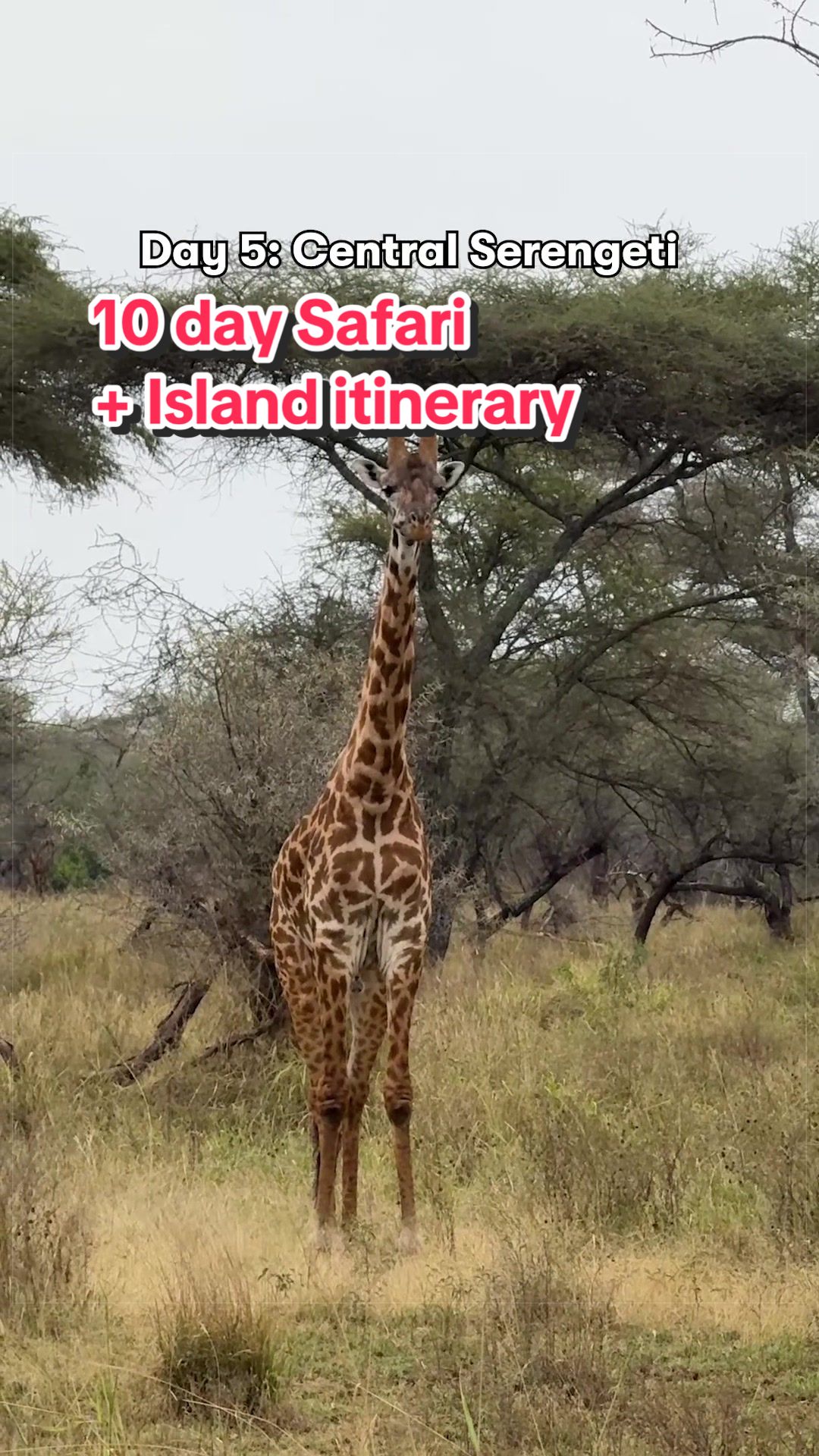 Tanzania Safari And Zanzibar Beach Getaway