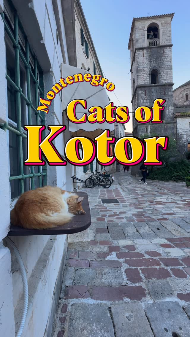 Kotor: Europe's Cat Sanctuary