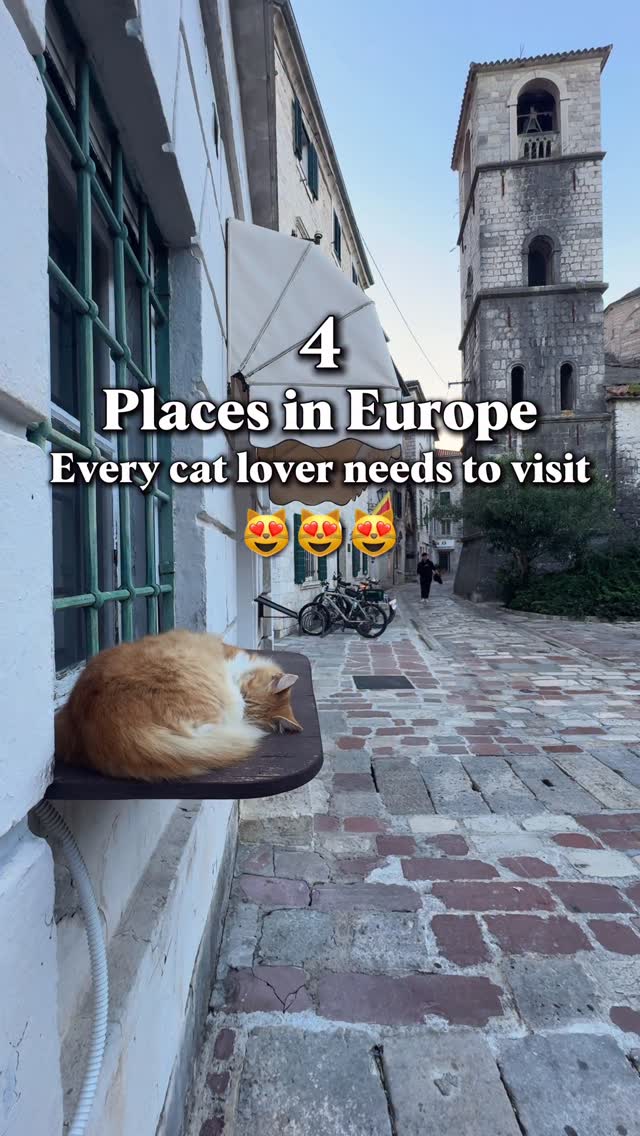 European Cat Havens for Feline Enthusiasts