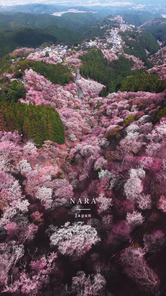 Kami-senbon: A Single Destination