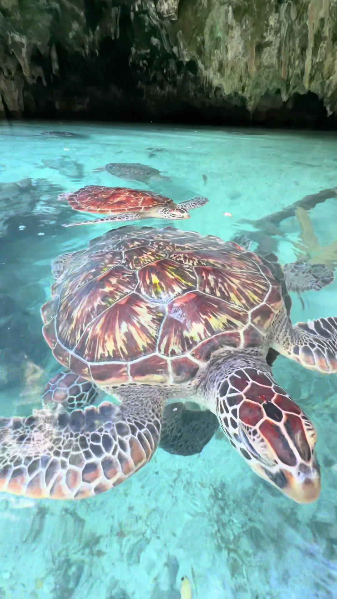 Island Paradise Unguja For Turtle Encounters