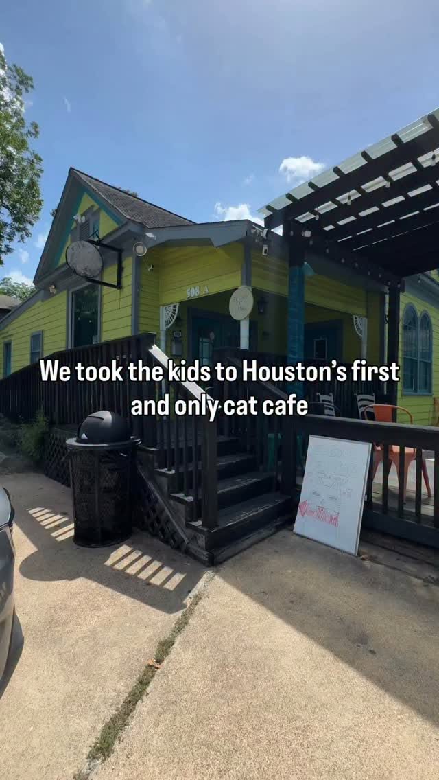 Houston Cat Cafe Hosts Adoptable Fostered Felines