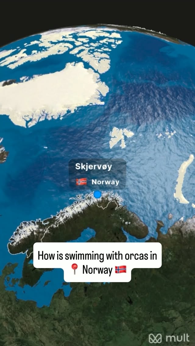 Snorkel With Orcas In Norway's Arctic Fjords