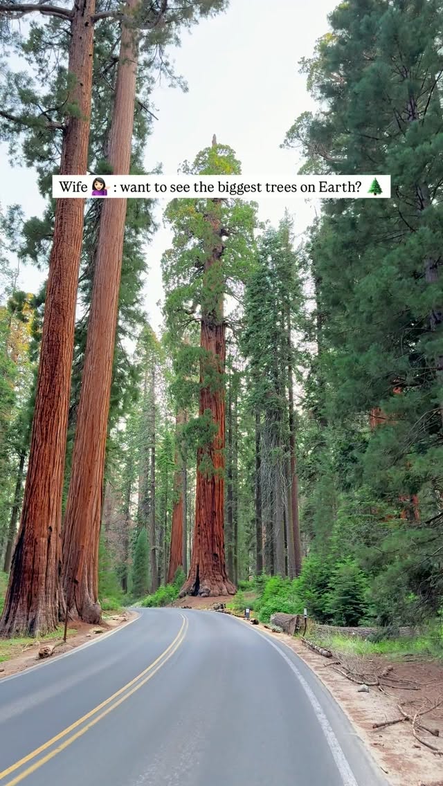 Giant Sequoia Trees In California National Parks