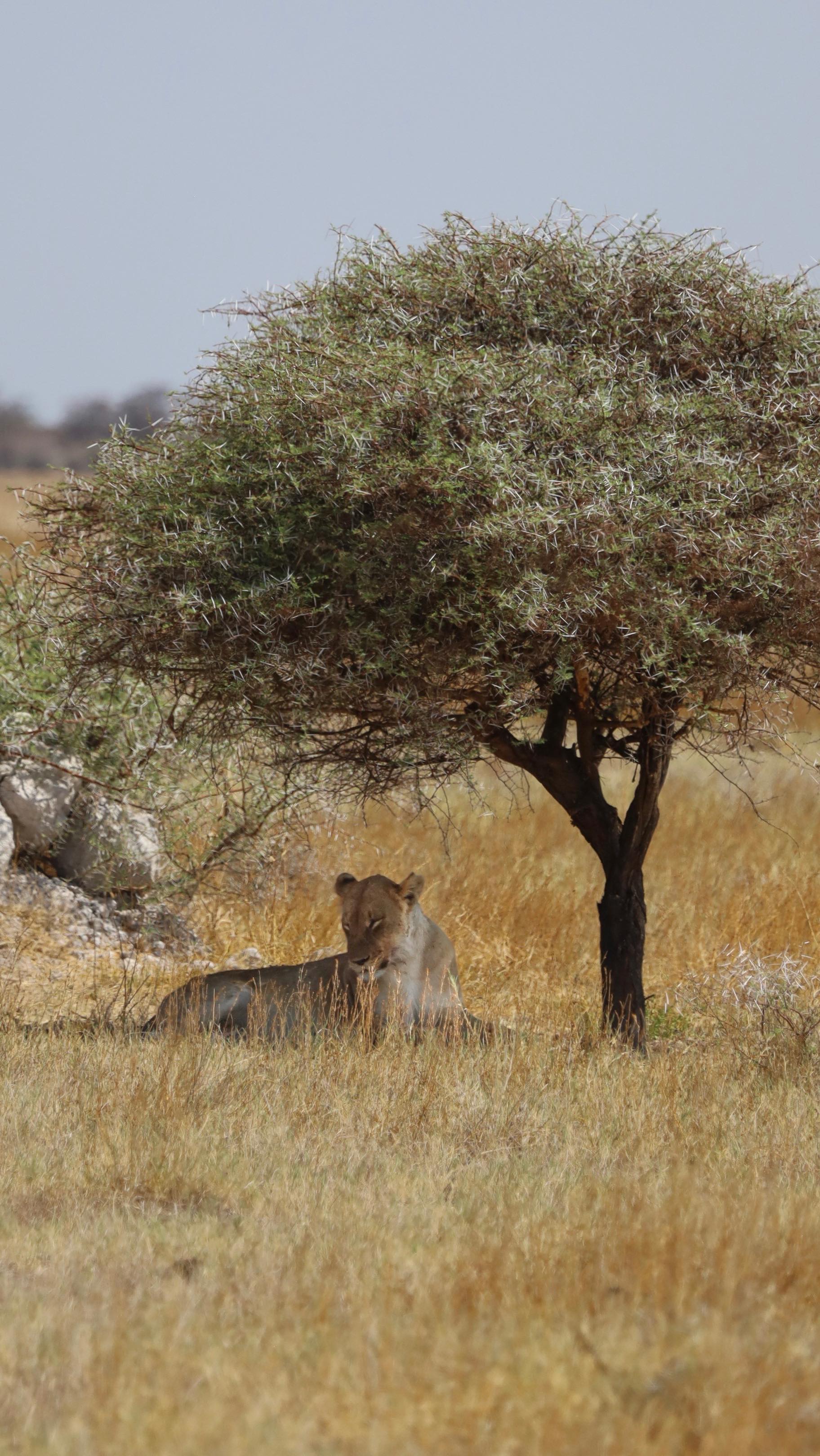 Namibia Road Trip: Desert, Wildlife, and Unique Stays