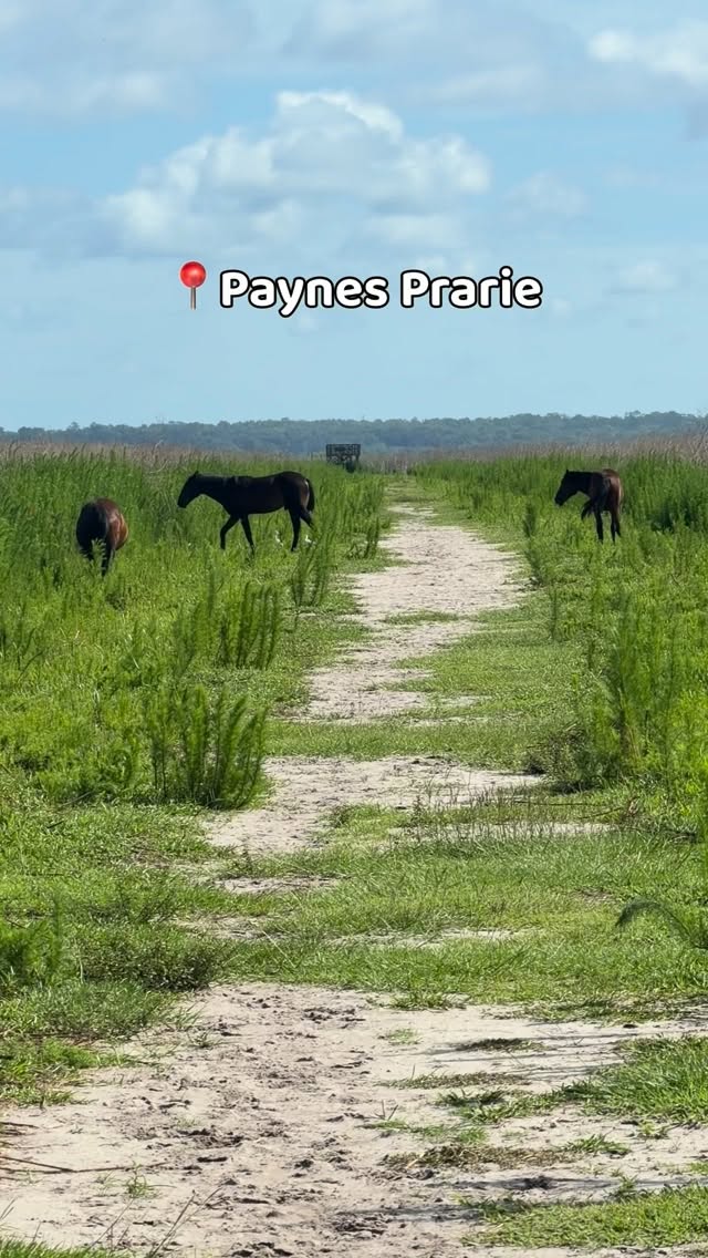 Florida's Best Hike: Paynes Prairie Preserve