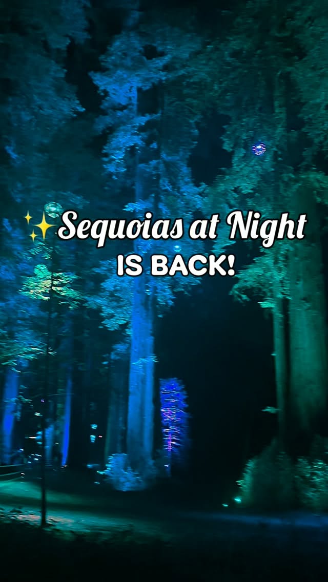 Roaring Camp's Enchanting Redwood Night Walk