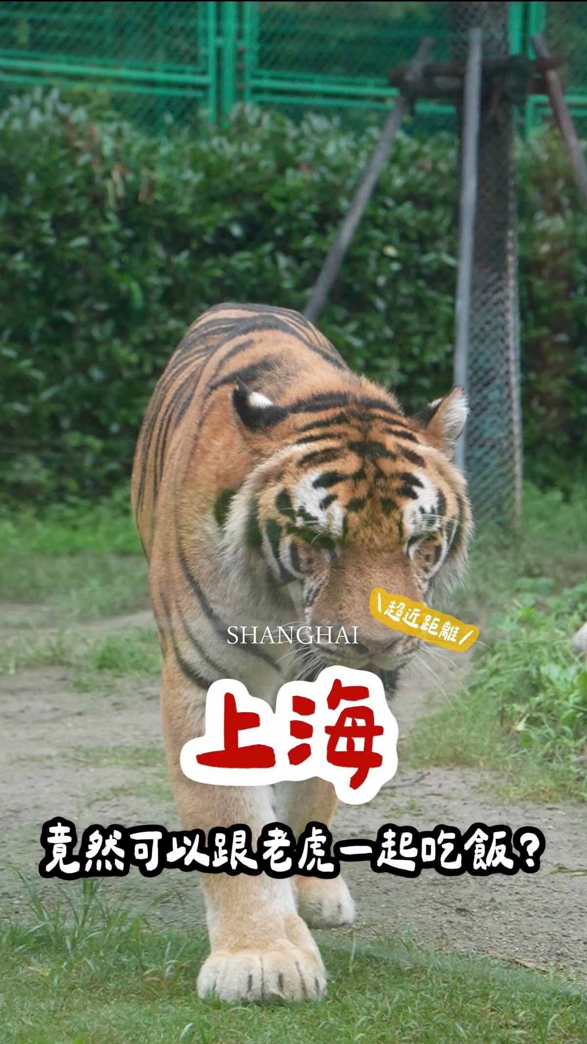 Dine With Tigers At Shanghai Wild Animal Park