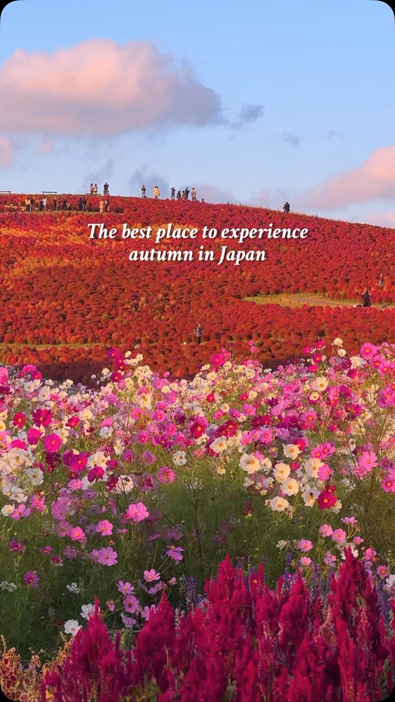 Hitachi Seaside Park's Seasonal Floral Displays