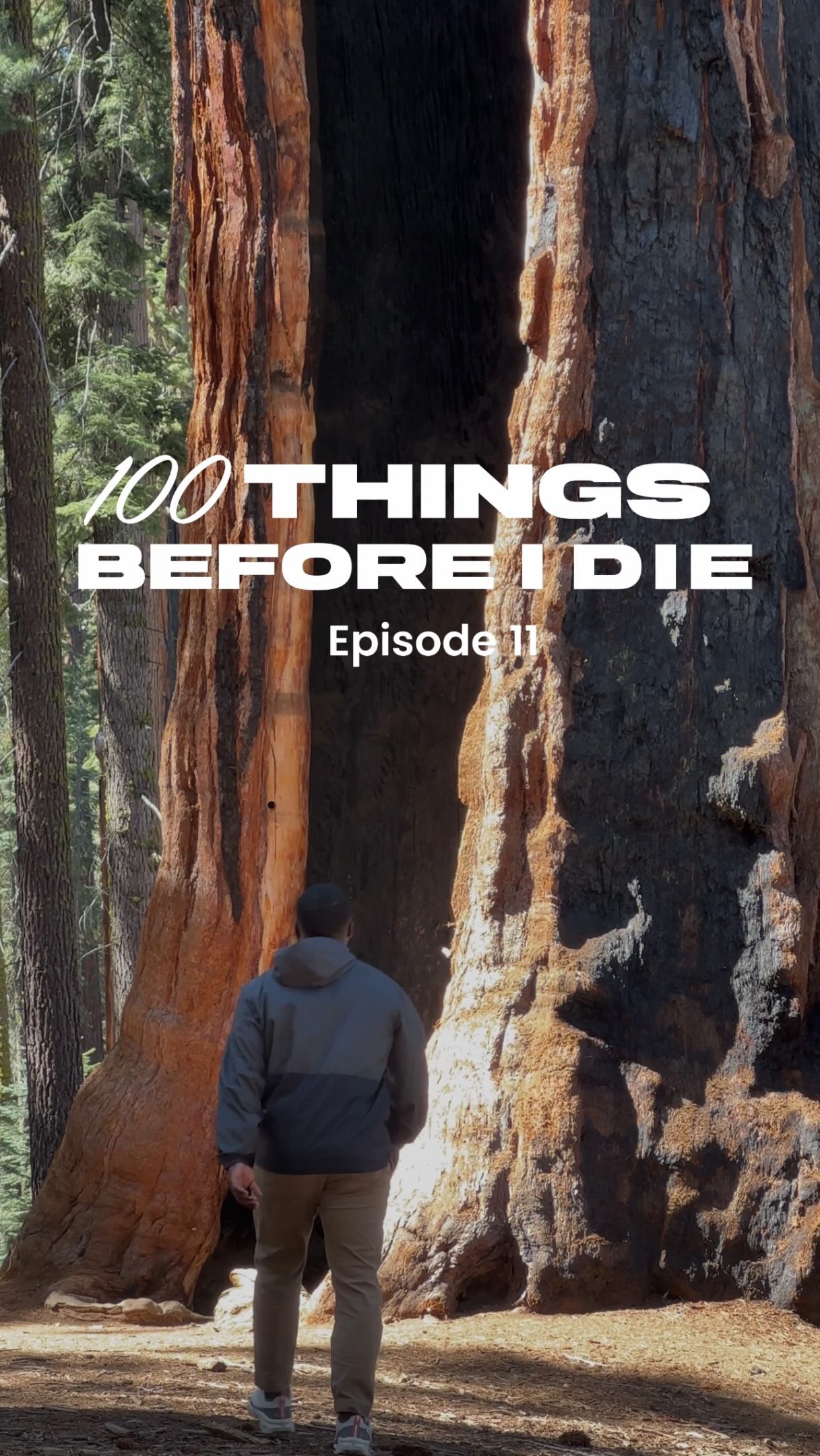 Giant Sequoia Trees Stand Tall In California