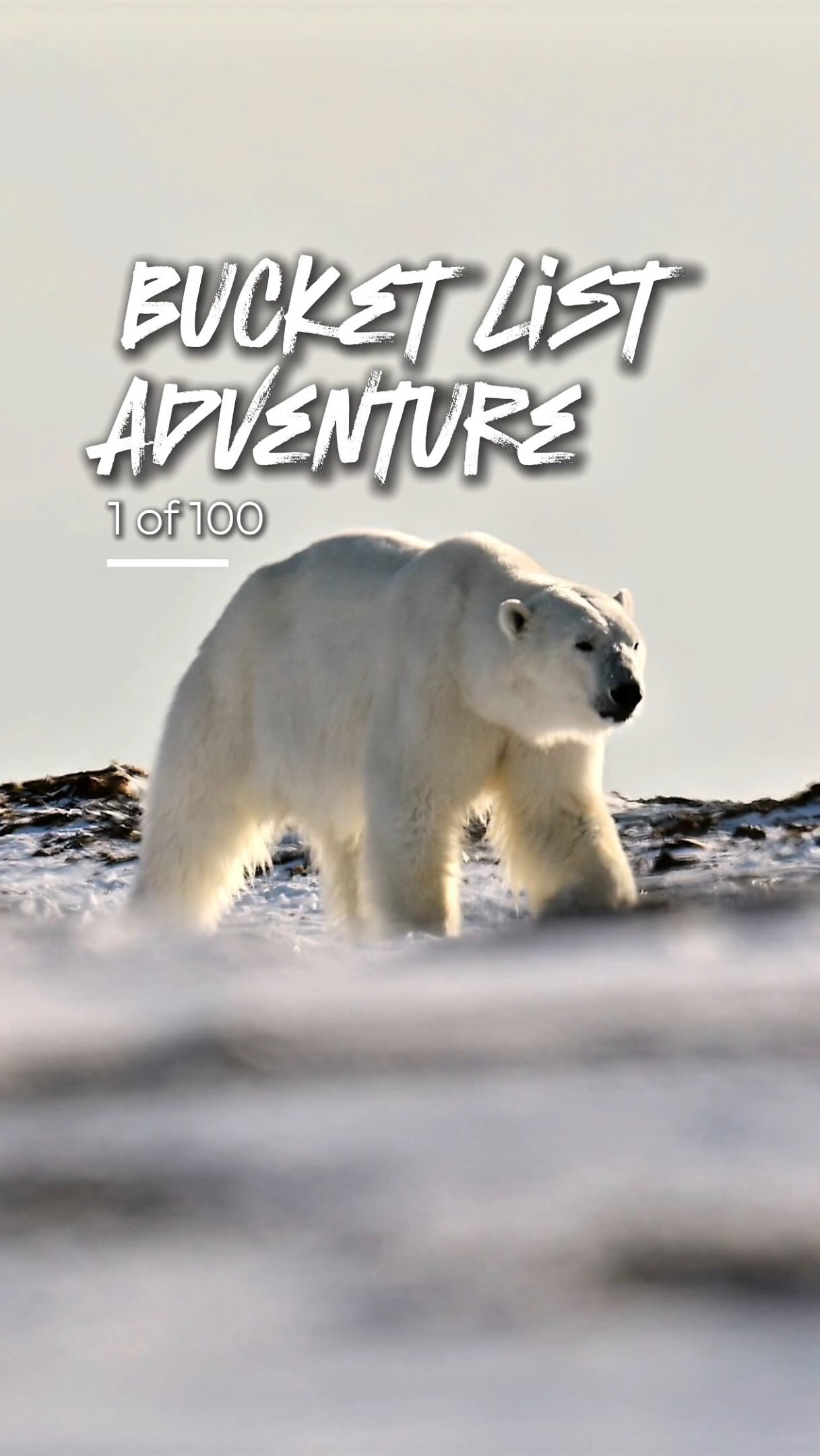 Polar Bear Encounters In Churchill