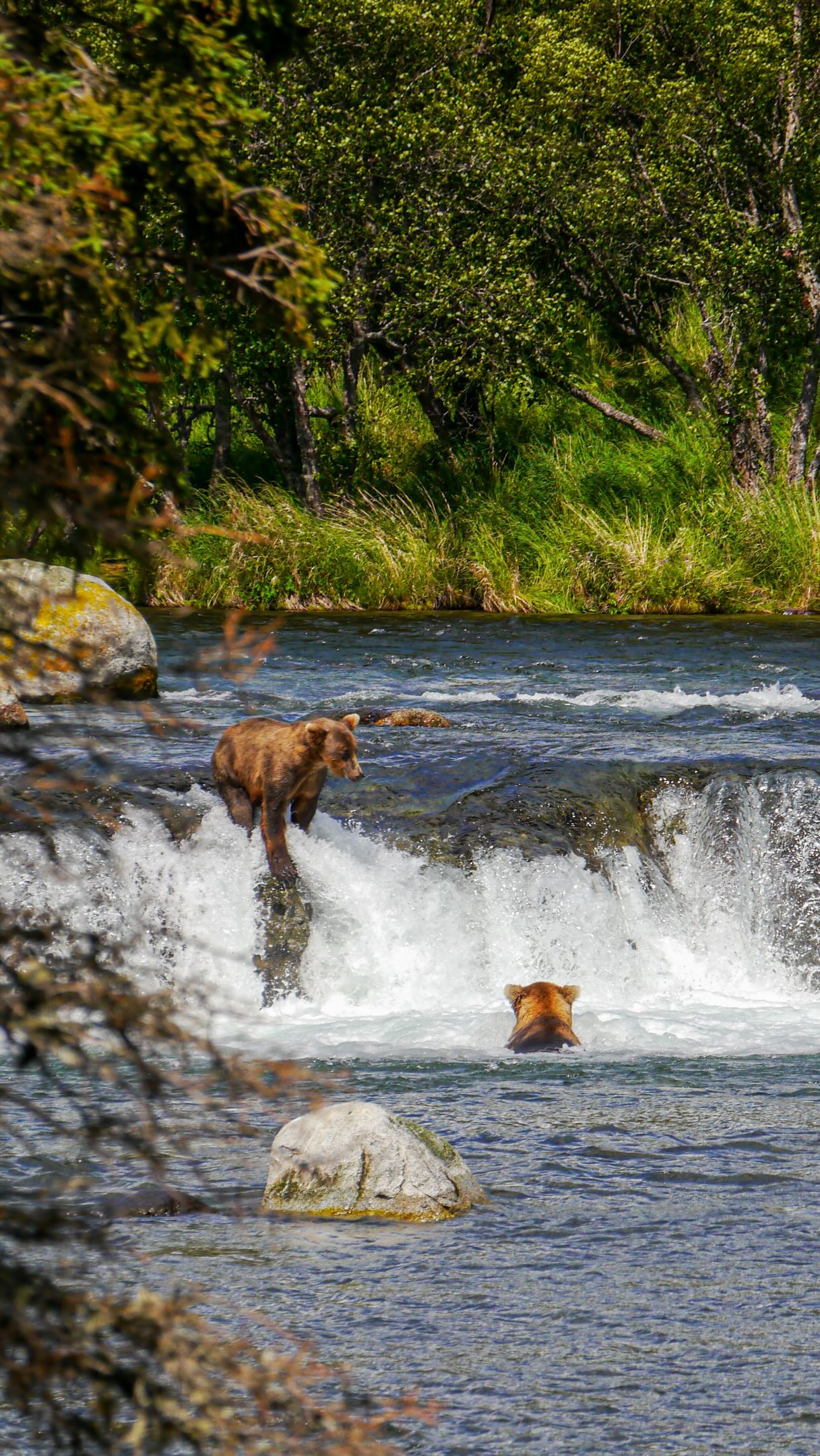 Katmai National Park Bear Viewing Adventures
