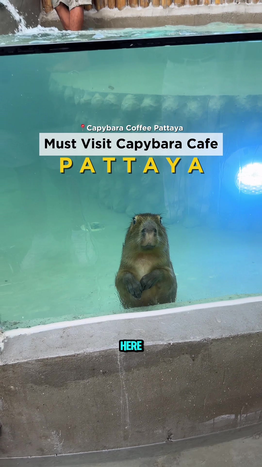 Capybara Coffee: A Must-Visit Pattaya Cafe