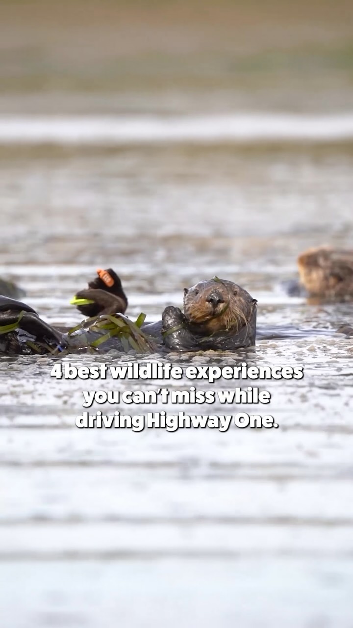 California Coastal Highway One Wildlife Viewing Spots
