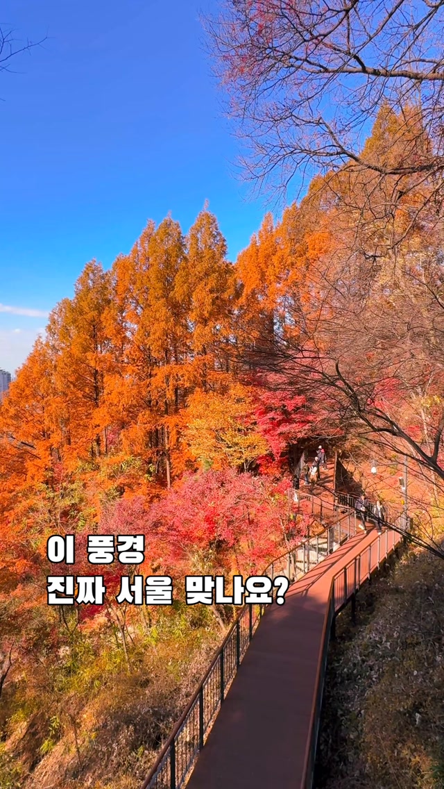 Seoul's Autumn Metasequoia Trails
