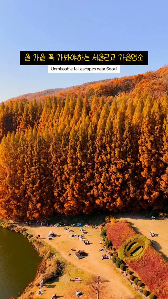 Hankuk University's Fall Foliage Lane