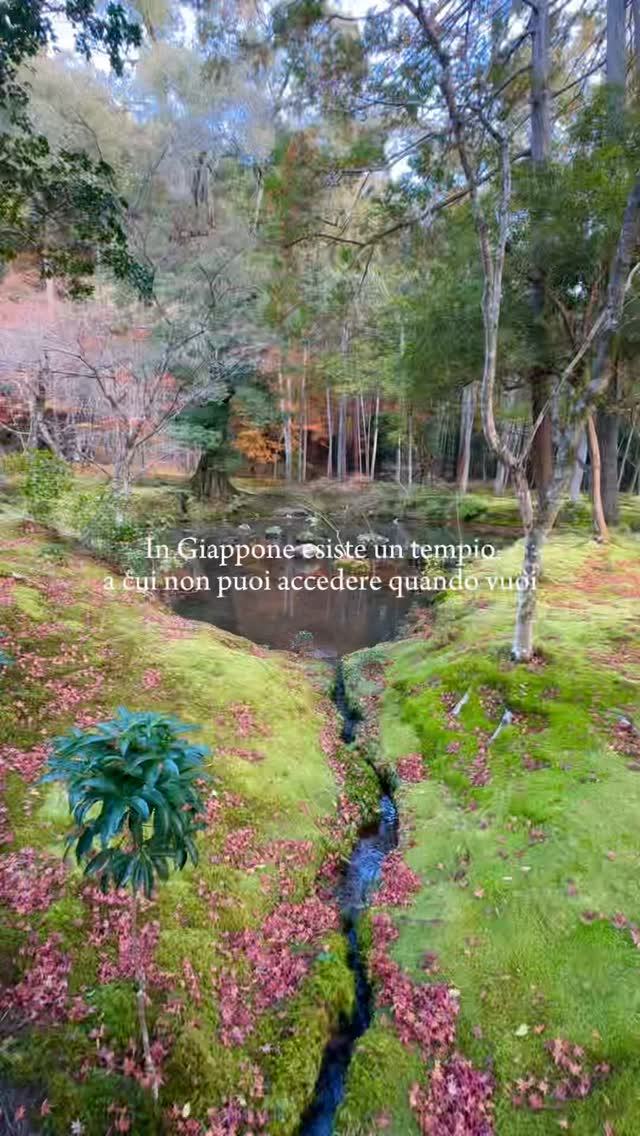 Kyoto's Magical Moss Temple Garden