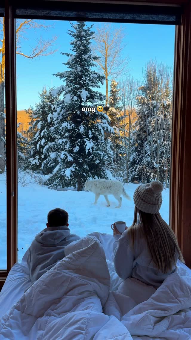 Unique Hotel Features Wolves Outside