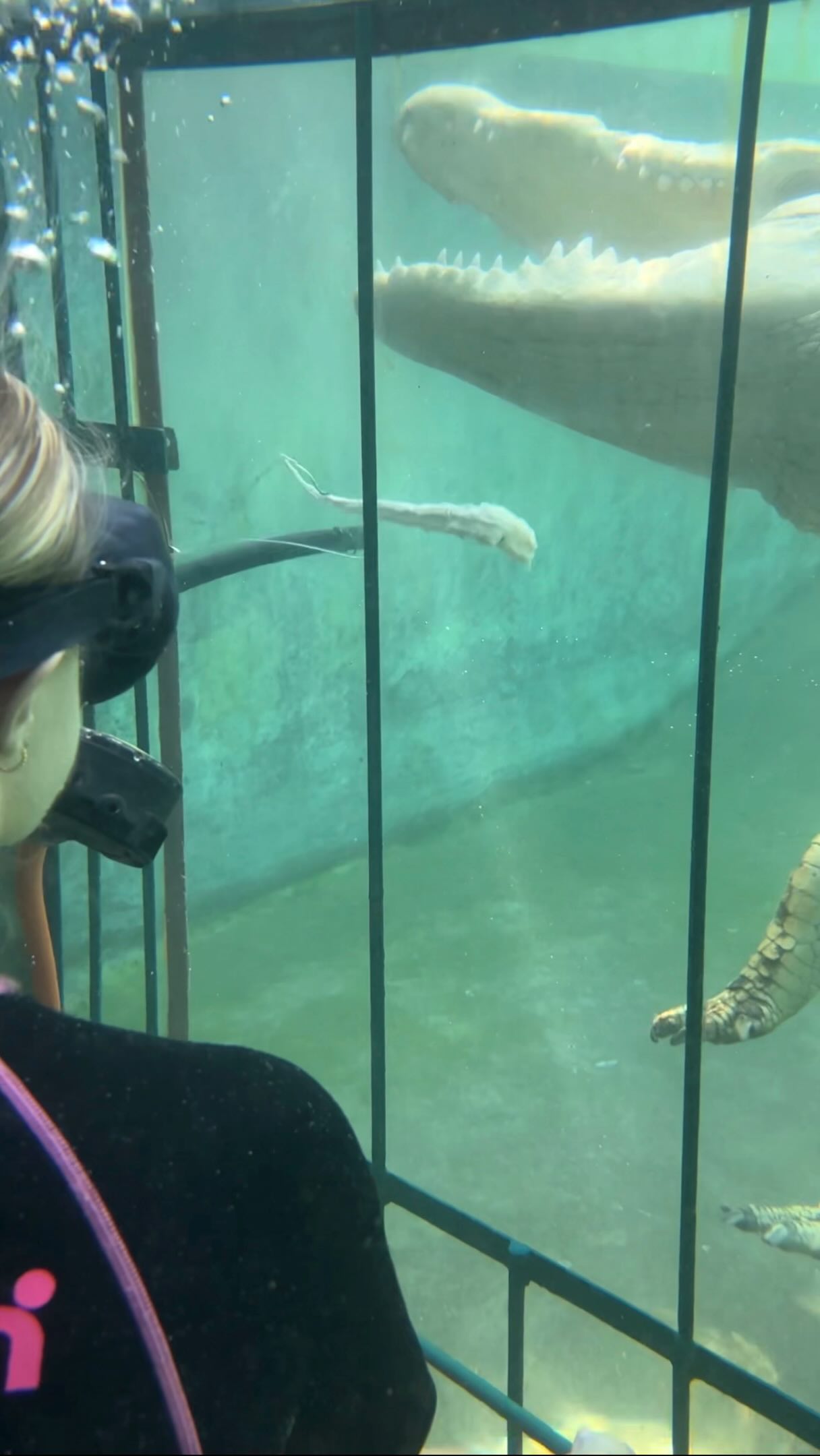 Cage Diving With Nile Crocodiles