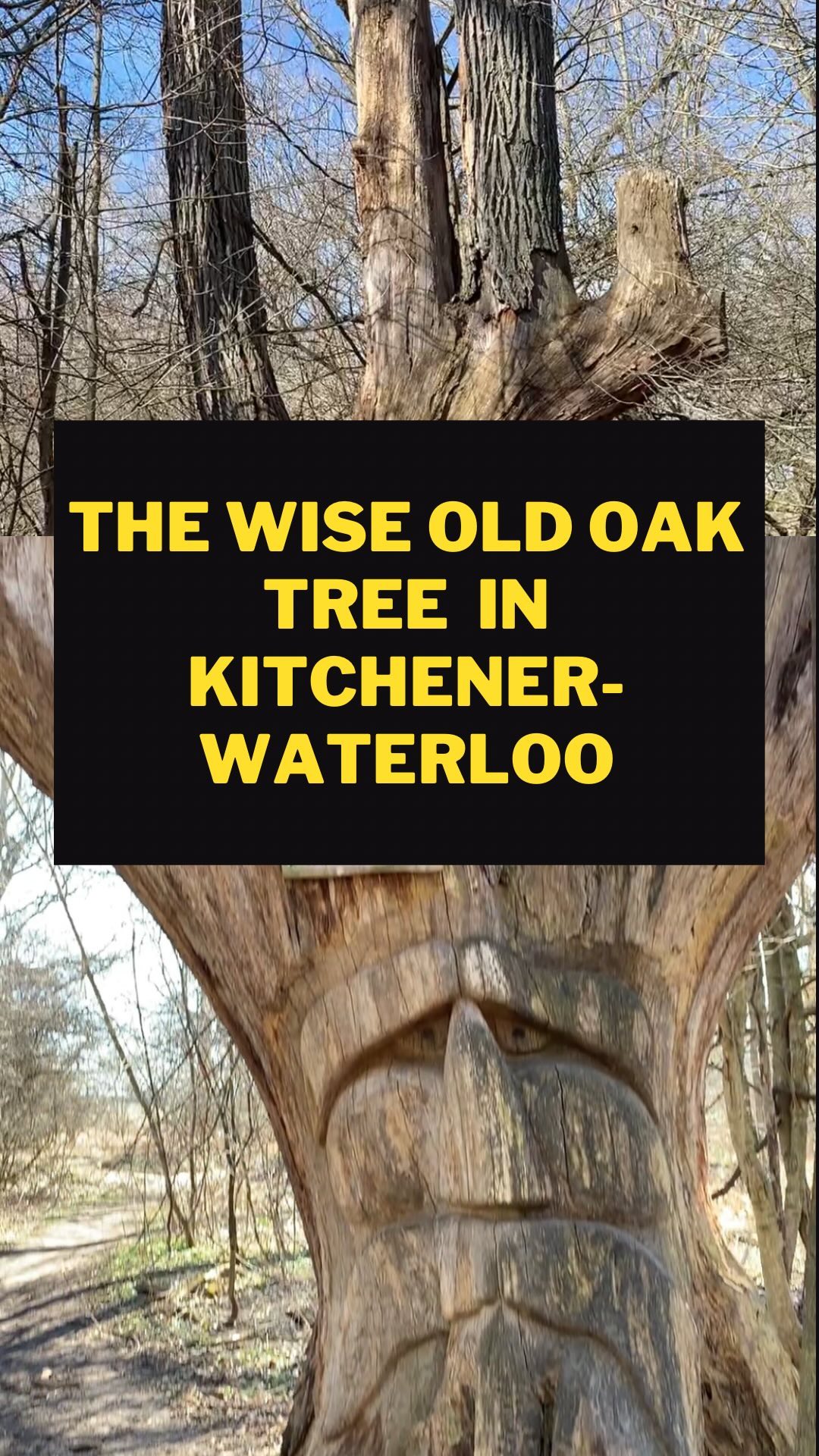 Kitchener-Waterloo Trail Features Wise Old Oak