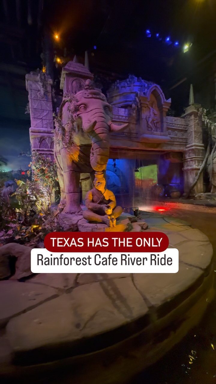 Rainforest Cafe Dining Experience