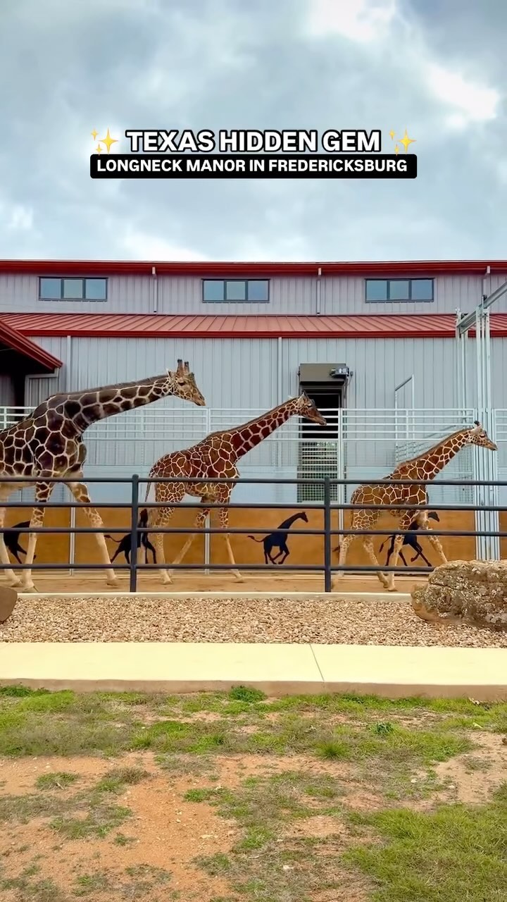 Texas Wildlife Sanctuary Offers Unique Stays