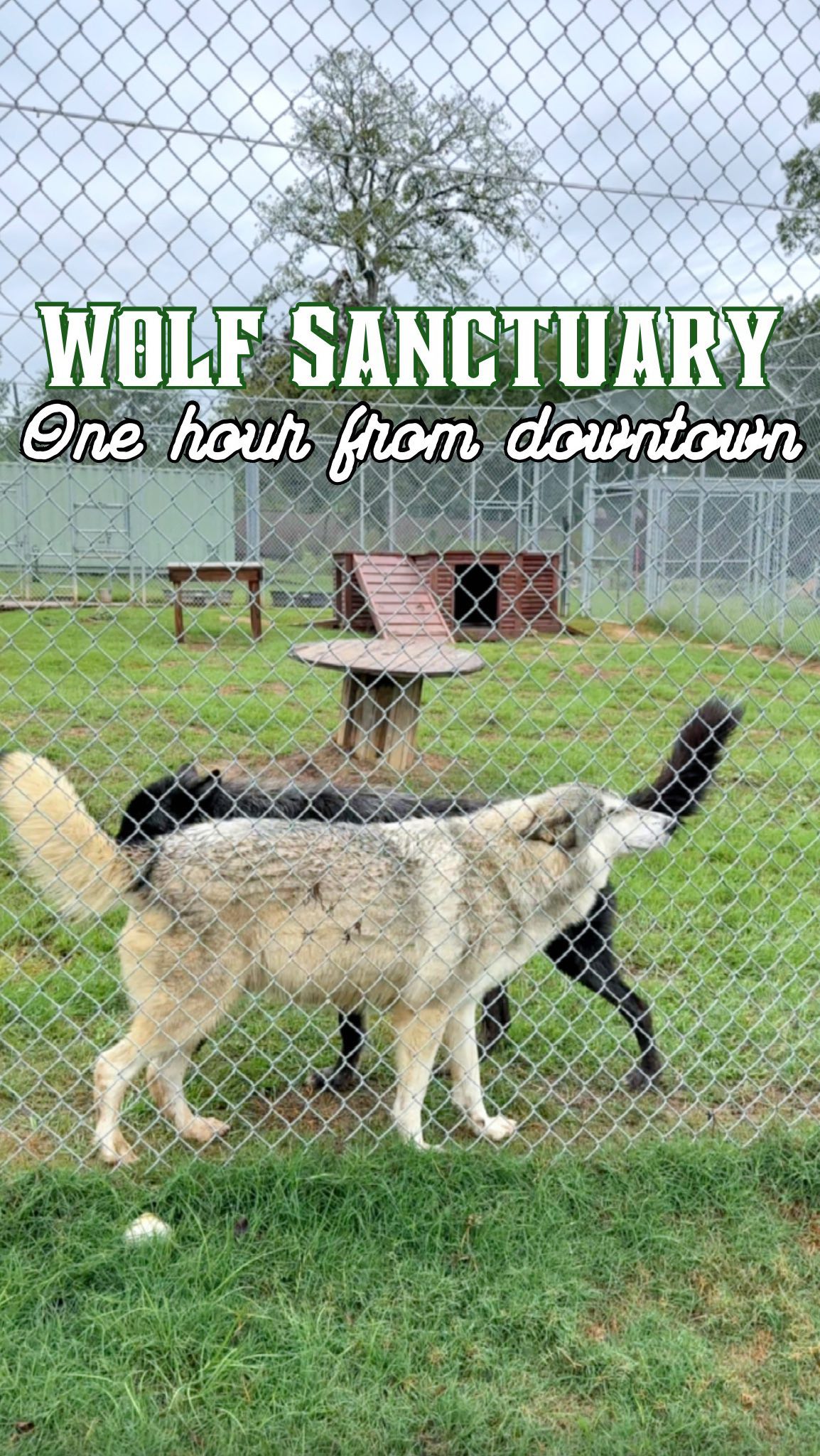 Saint Francis Wolf Sanctuary for Rescued Animals