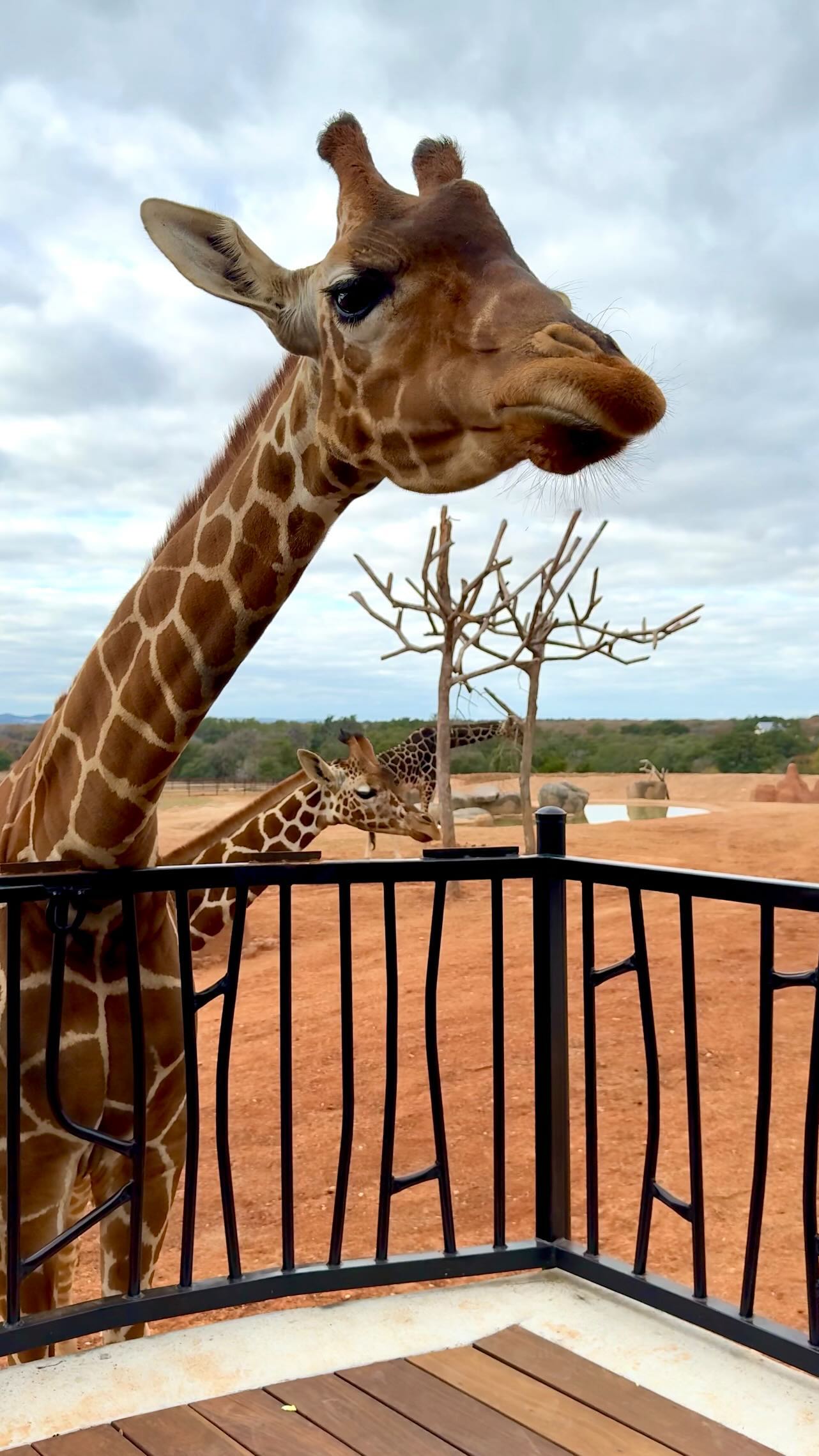Luxury Villas With Giraffe and Rhino Conservation