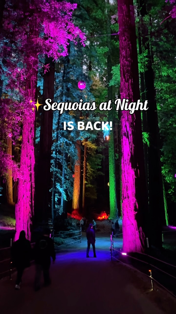 Magical Redwood Forest Lantern Walk