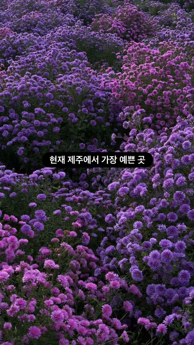Jeju's Pretty Flower Field and Cafe