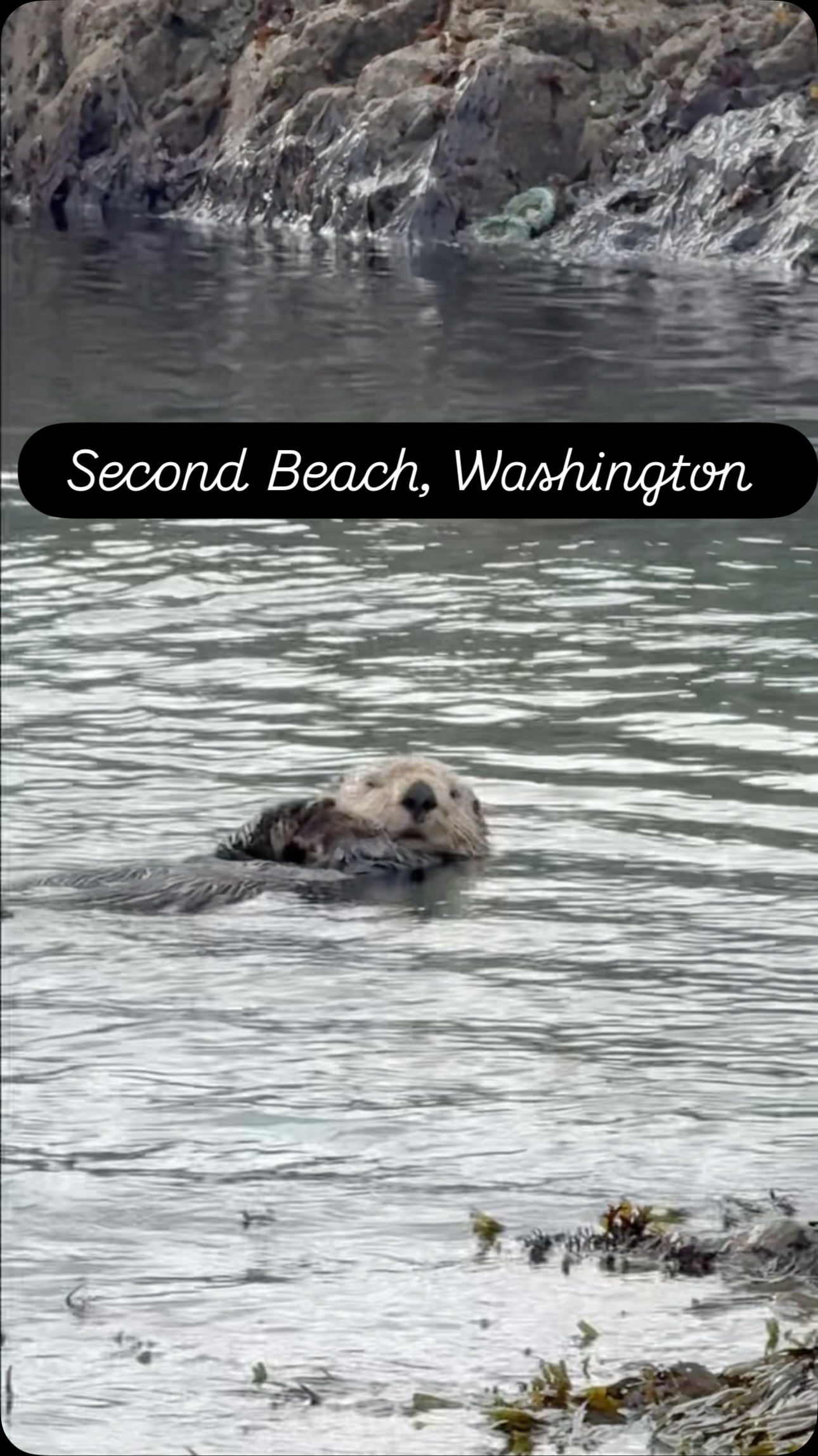 Second Beach Trail's Wildlife Wonders