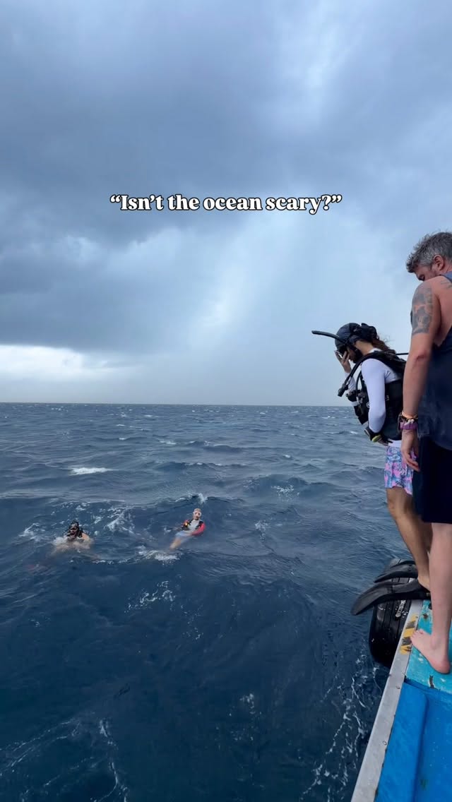 Whale Shark Dives In Choppy Waters