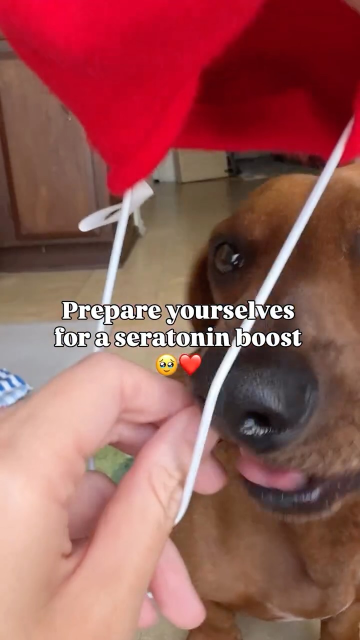 Parisian Dog Souvenirs: Le Bone Appart