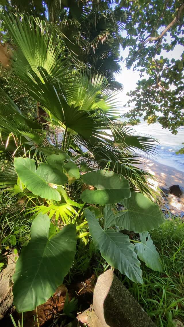 Telfair Garden: Peaceful South Mauritius Coastal Escape