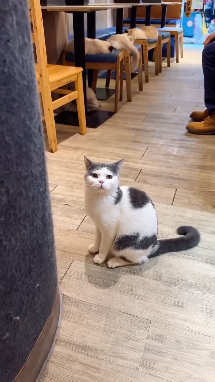 Hong Kong Cat Cafe's Cozy Charm