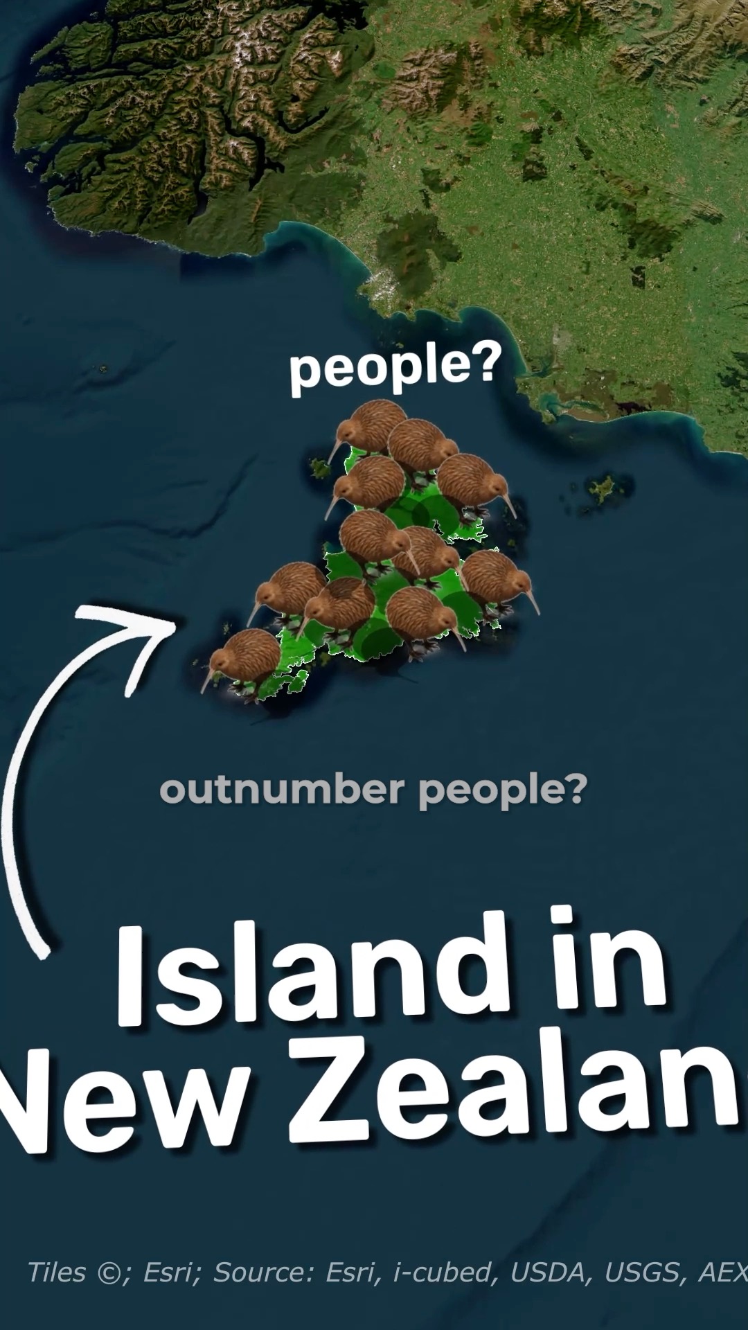 New Zealand Islands Boast Kiwi Bird Sanctuaries
