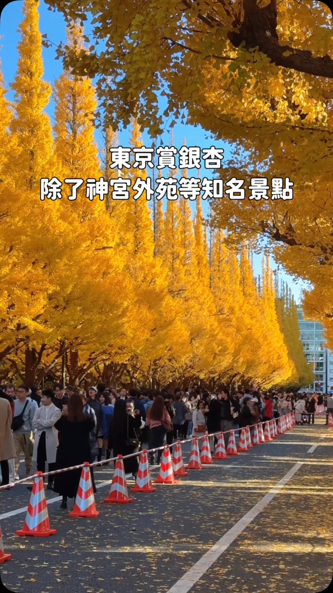 Tokyo's Ginkgo Shrines With Special Charms