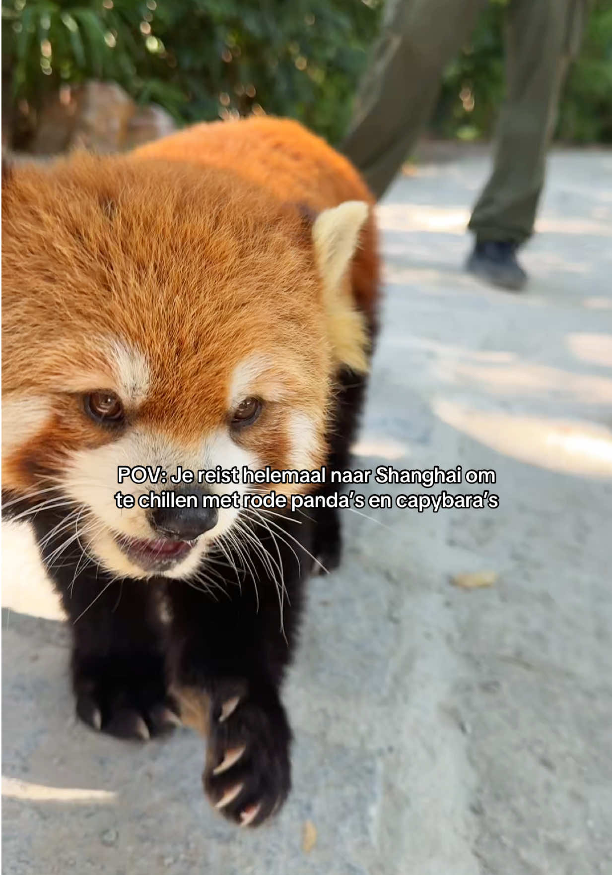 Shanghai Wildlife Park Offers Close Encounters