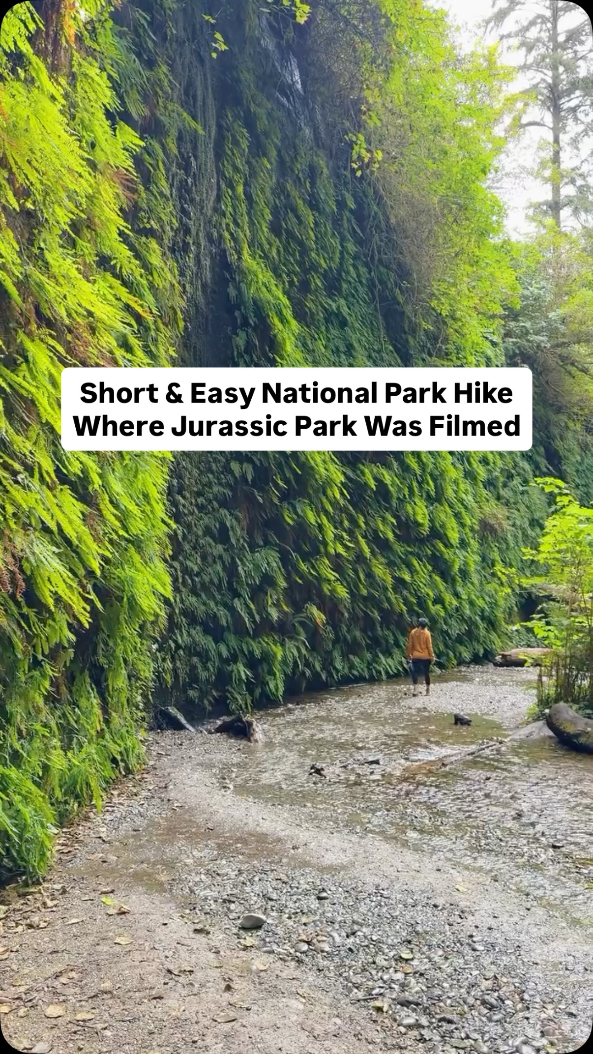 California Canyon Hikes Among Giant Redwoods