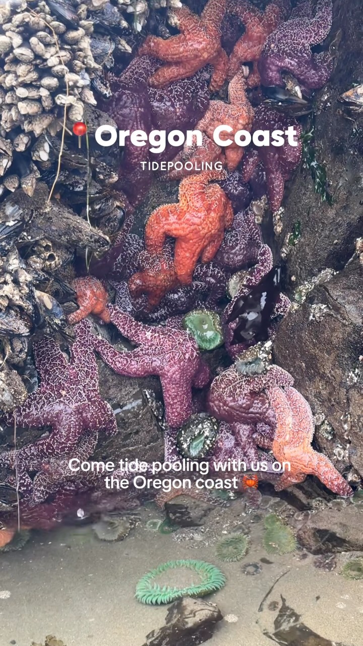 Tidepooling At Yaquina Head Outstanding Natural Area